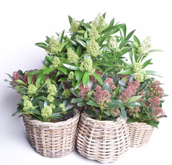 Jaapani skimmia 'Rubella' P15 20cm