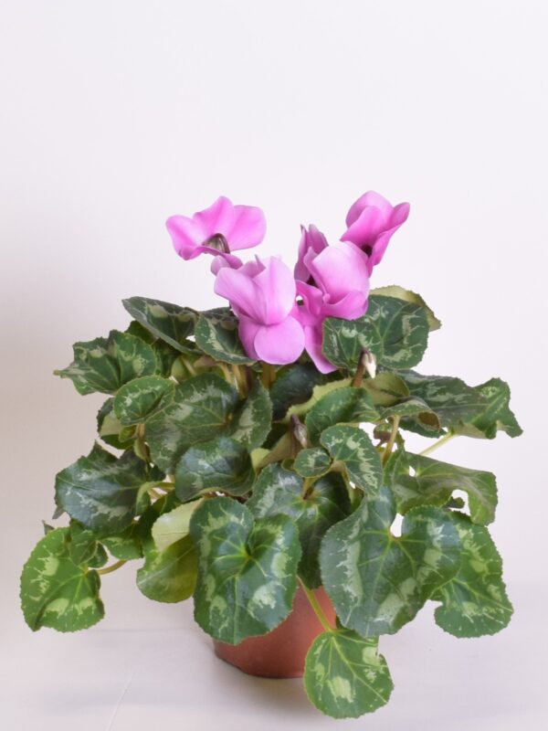 Alpikann P11/P12 Eestis kasvatatud