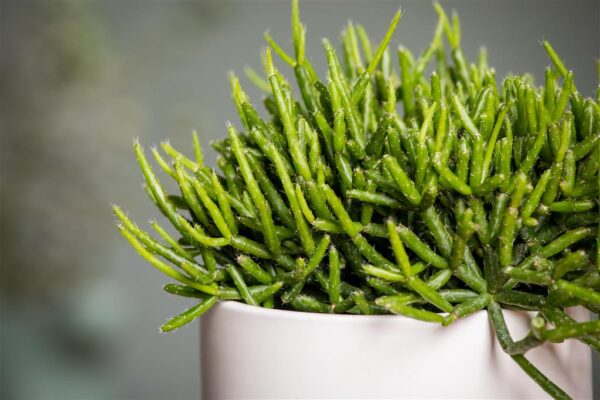 Helmekaktus P10,5 (burchellii)