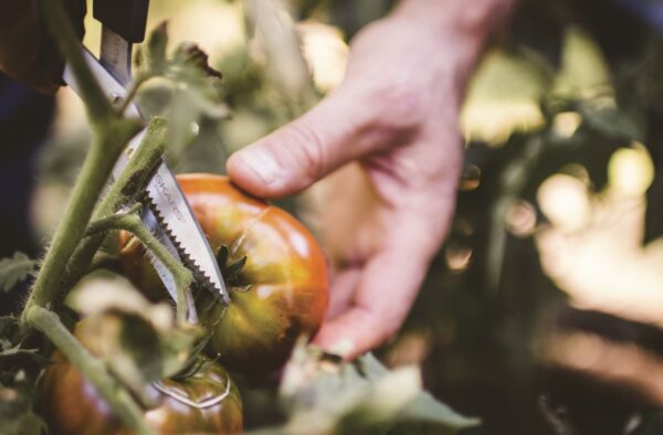 Juurviljakäärid Fiskars SV Solid