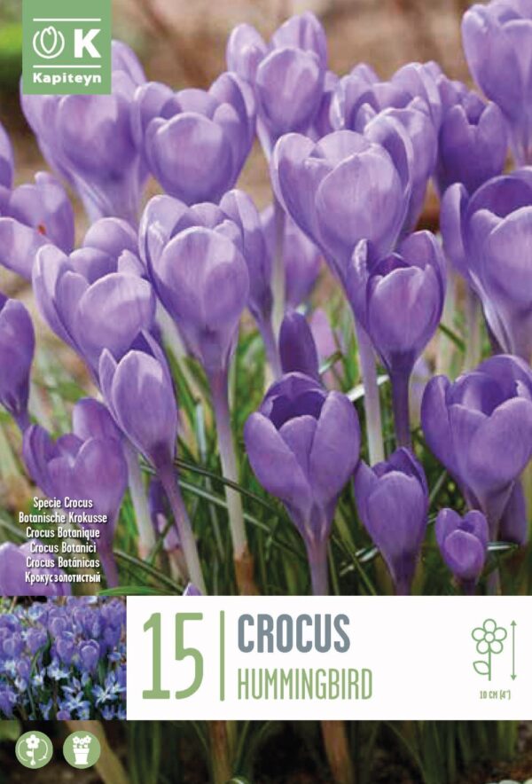 Krookus 'Hummingbird' 15tk