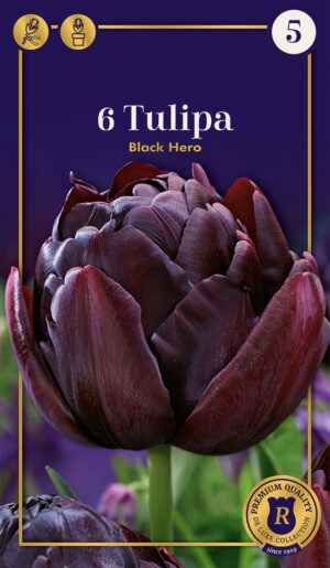 Tulp ‘Black Hero’ 6tk