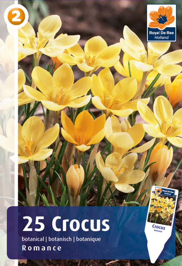 Krookus 'Romance' 25tk