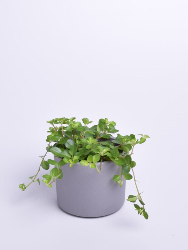 Peperoomia P10,5 erinevad