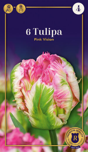 Tulp ‘Pink Vision’ 6tk