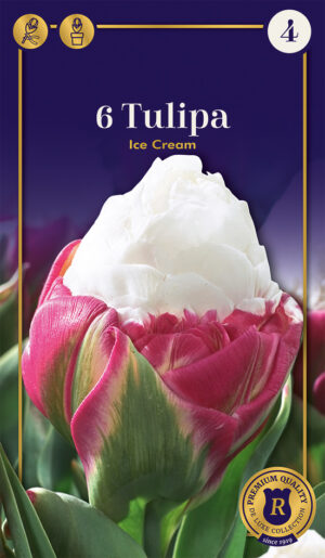 Tulp ‘Ice Cream’ 6tk