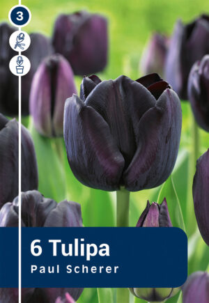 Tulp ‘Paul Scherer’ 6tk