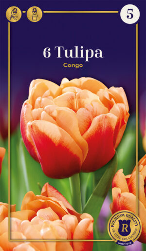 Tulp ‘Congo’ 6tk