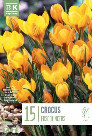 Krookus ‘Fuscotinctus’ 15tk