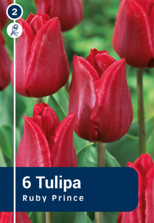 Tulp ‘Ruby Prince’ 6tk