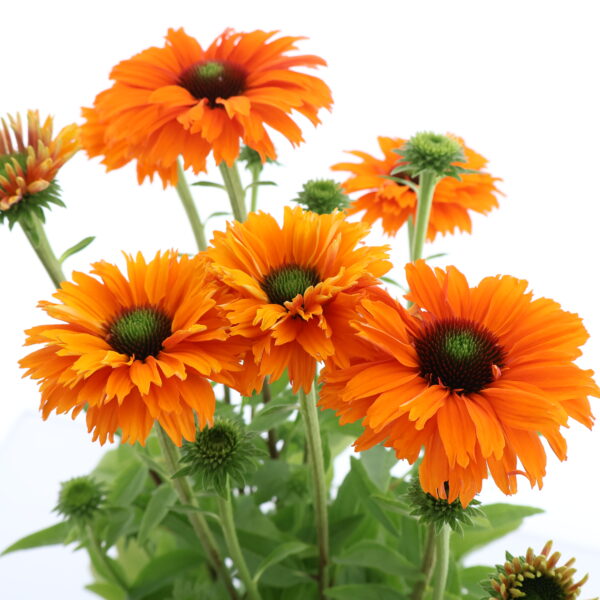 Punane siilkübar 'Sunseekers Mineola' P19 Eestis kasvatatud