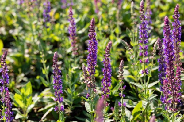 Metssalvei 'Ostfriesland' P17 Eestis kasvatatud