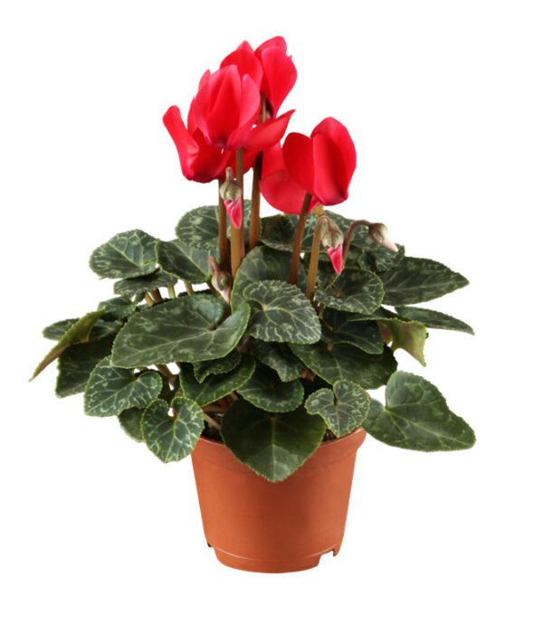 Alpikann P10,5 erinevad Eestis kasvatatud