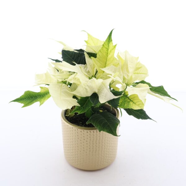 Jõulutäht 'Alaska' P9