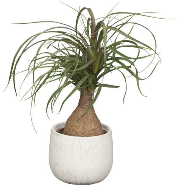 Käändnoliina (bokarna) P23 50cm 1tüvi