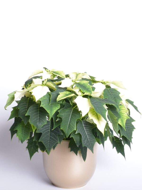 Jõulutäht P19 30cm erinevad