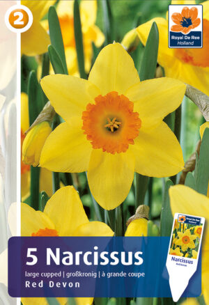 Nartsiss ‘Red Devon’ 5tk