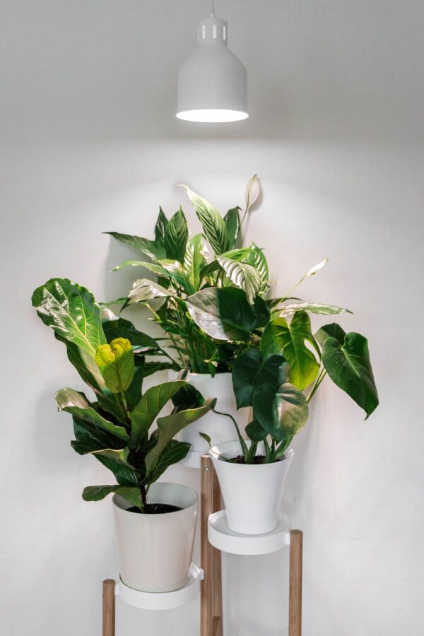 Taimelambi kuppel Saga E27, max 40W, valge