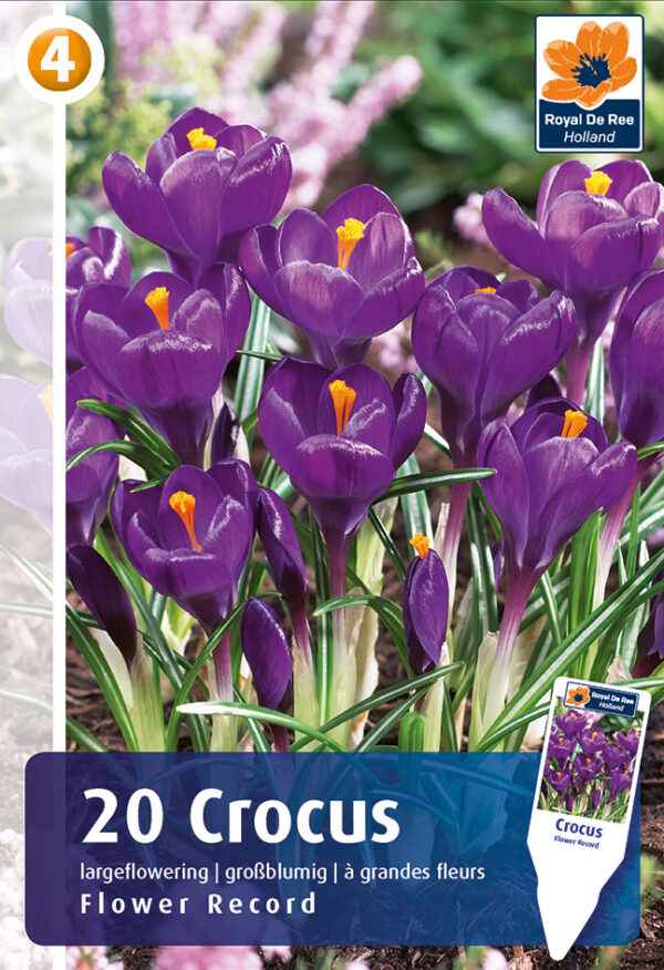 Krookus 'Flower Record' 20tk