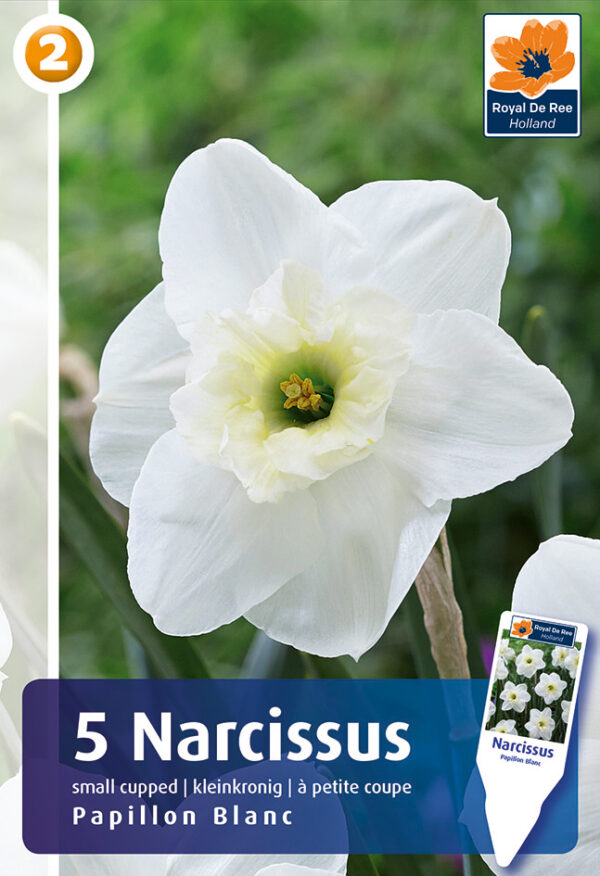 Nartsiss 'Papillon Blanc' 5tk