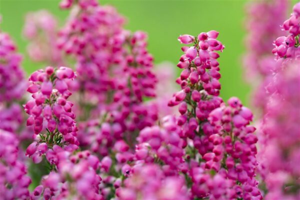 Sale eerika P16 savipotis