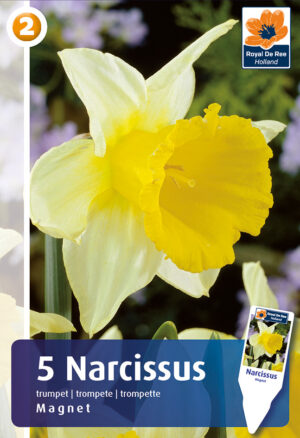 Nartsiss ‘Magnet’ 5tk