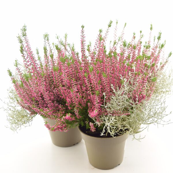 Kanarbik+padipõõsas P13