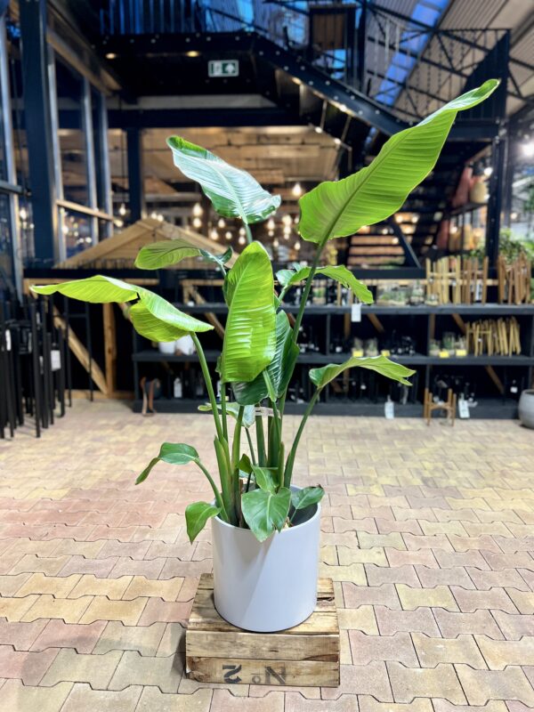 Nikolai paradiisilinnulill P27 150cm