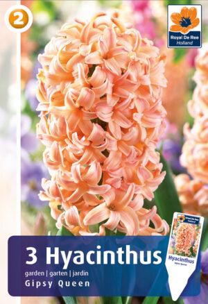 Hüatsint ‘Gipsy Queen’ 3tk