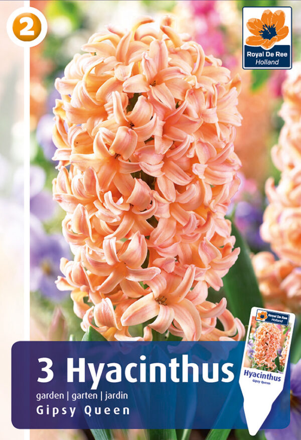 Hüatsint 'Gipsy Queen' 3tk