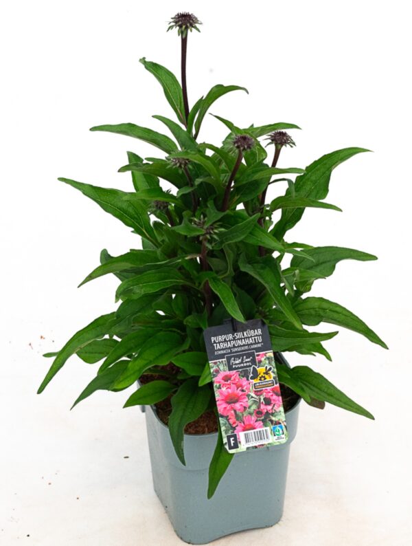 Punane siilkübar 'Sunseekers Carmine' P19 Eestis kasvatatud