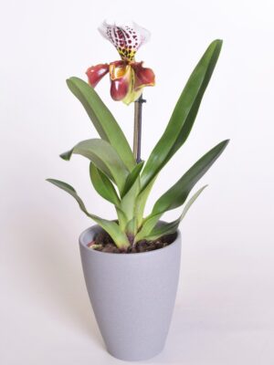 Veenuseking P12 Ameerika hübriid 1 õievars