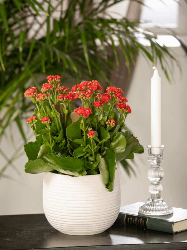 Blossfeldi kalanhoe P14 erinevad