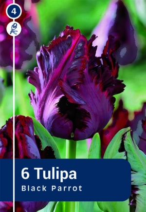 Papagoitulp ‘Black Parrot’ 6tk