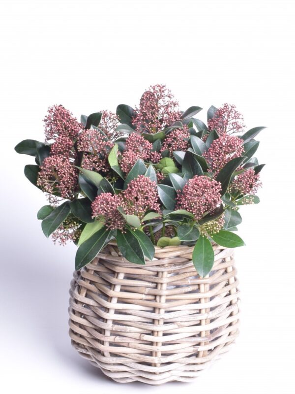 Jaapani skimmia 'Rubella' P15 20cm