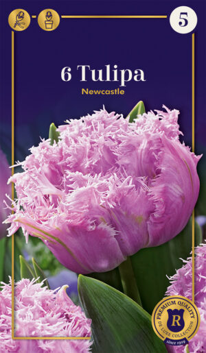 Tulp ‘Newcastle’ 6tk