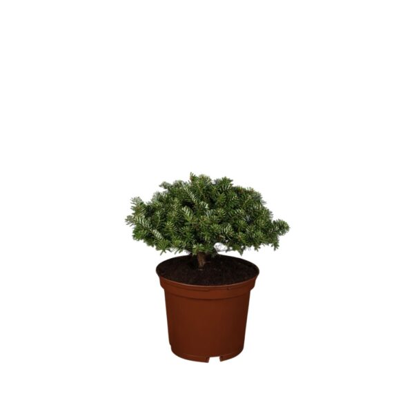 Korea nulg 'Brillant' P38 30-40cm