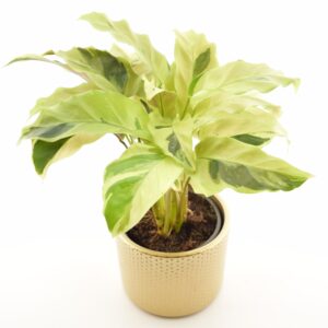 Tiigerlehik ‘Fusion Yellow’ P10,5