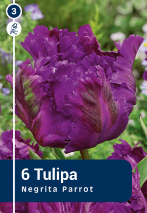 Papagoitulp ‘Negrita Parrot’ 6tk