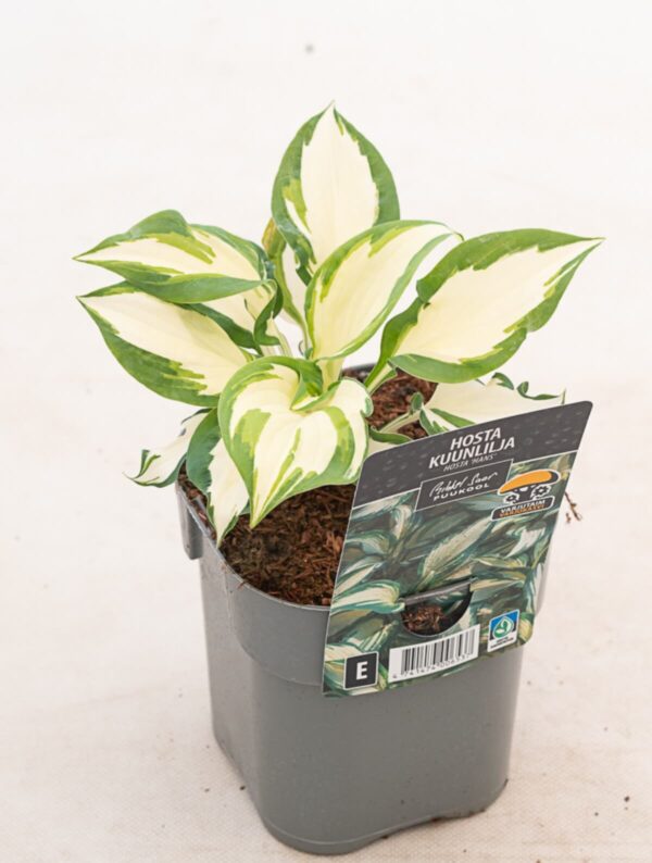 Hosta 'Hans' P14 Eestis kasvatatud