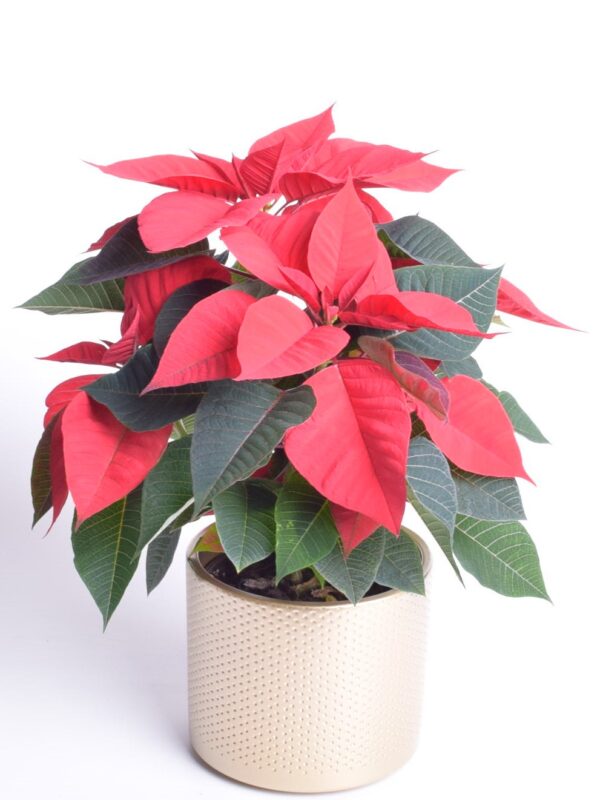 Jõulutäht P13 haruline Eestis kasvatatud