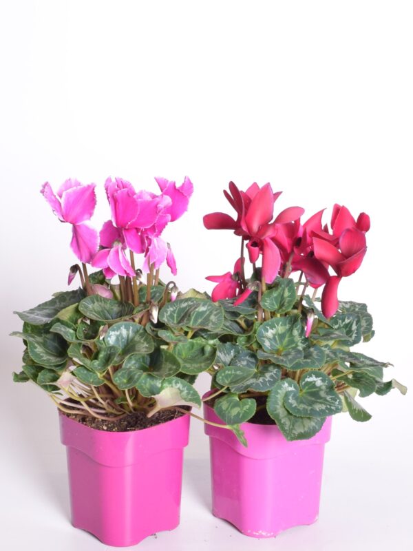 Alpikann P13/P14 Eestis kasvatatud