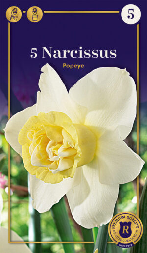 Nartsiss ‘Popeye’ 5tk