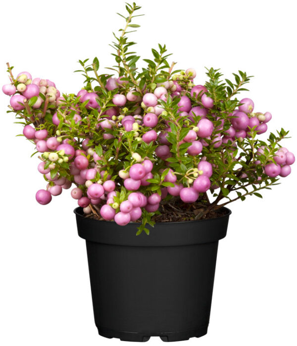 Teravatipuline talihali P10,5/P11 erinevad