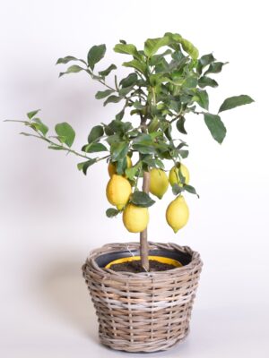 Harilik sidrunipuu P21 50cm tüvel