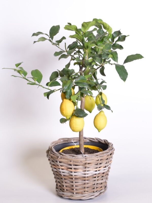 Harilik sidrunipuu P21 50cm tüvel