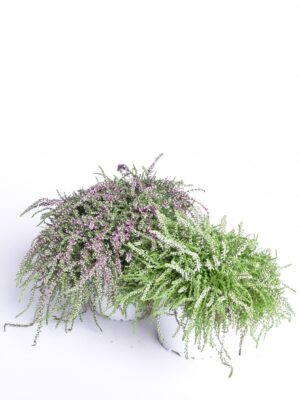 Kanarbik Rasta Girls P11 rippuv