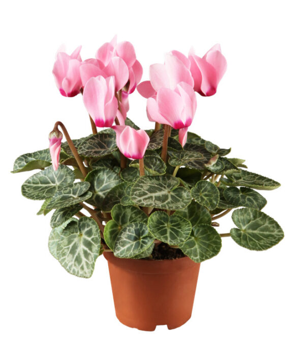 Alpikann P10,5 erinevad Eestis kasvatatud