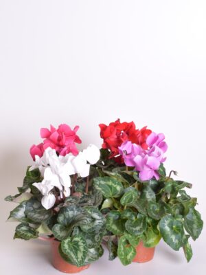 Alpikann P11/P12 Eestis kasvatatud