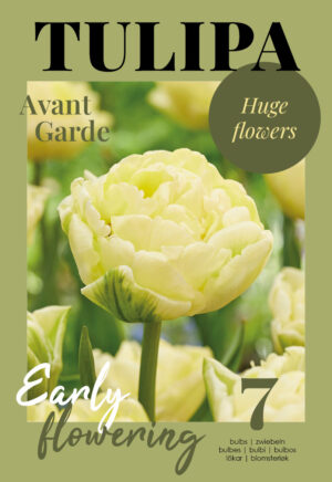 Tulp ‘Avant Garde’ 7tk